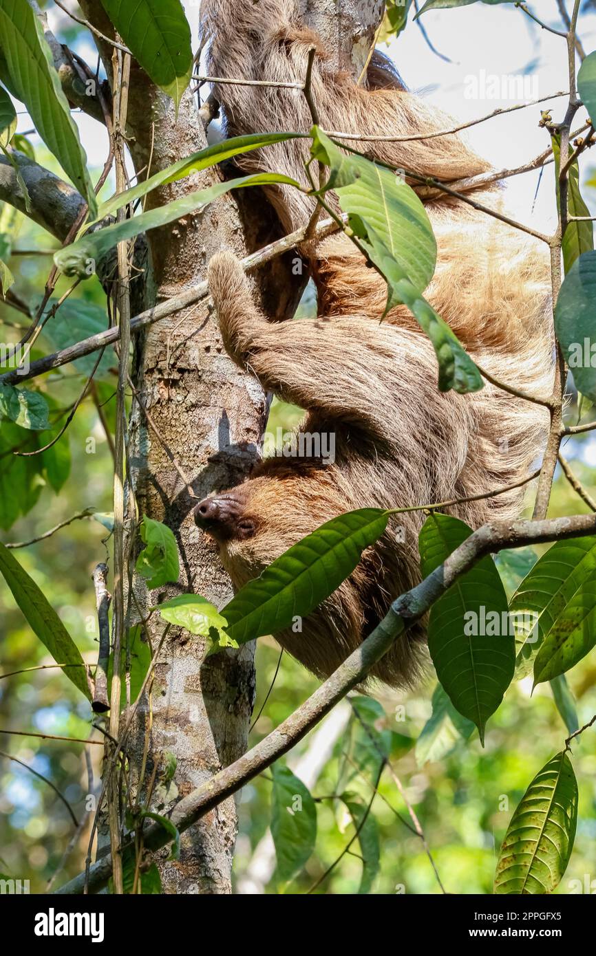 Close-up  of a Two-toed Sloth hanging upside down in a tree with green leaves on a sunny day, Jardim d`Amazonia, San Jose do Rio Claro, Mato Grosso, B Stock Photo